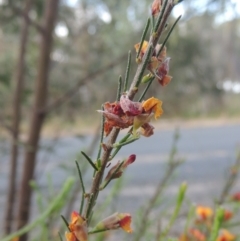 Dillwynia sericea at Bowning, NSW - 11 Dec 2022