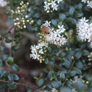 Apis mellifera at Kaleen, ACT - 1 Aug 2023