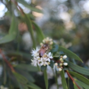 Apis mellifera at Kaleen, ACT - 1 Aug 2023