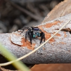 Jotus auripes (Jumping spider) at ANBG South Annex - 11 May 2023 by RobG1