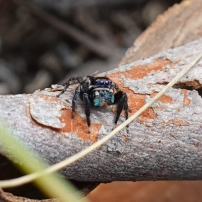 Jotus auripes (Jumping spider) at Canberra Central, ACT - 11 May 2023 by RobG1