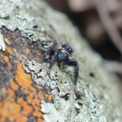 Jotus auripes at Canberra Central, ACT - 11 May 2023