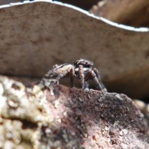 Jotus auripes at Canberra Central, ACT - 11 May 2023