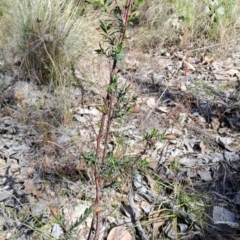 Pimelea linifolia subsp. linifolia (Queen of the Bush, Slender Rice-flower) at Tuggeranong, ACT - 1 Aug 2023 by LPadg