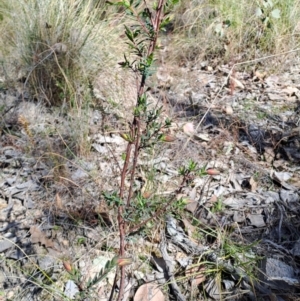 Pimelea linifolia subsp. linifolia at Tuggeranong, ACT - 1 Aug 2023