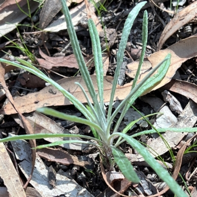 Senecio quadridentatus (Cotton Fireweed) at Higgins, ACT - 1 Aug 2023 by Untidy