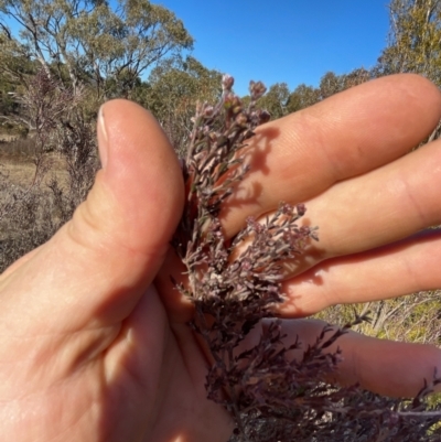 Kunzea parvifolia (Violet Kunzea) at Paddys River, ACT - 1 Aug 2023 by JP95