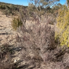 Kunzea parvifolia at Paddys River, ACT - 1 Aug 2023