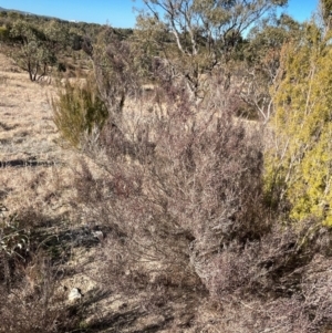 Kunzea parvifolia at Paddys River, ACT - 1 Aug 2023 02:01 PM