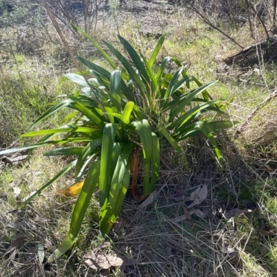 Agapanthus praecox subsp. orientalis (Agapanthus) at Bruce Ridge to Gossan Hill - 1 Aug 2023 by JVR