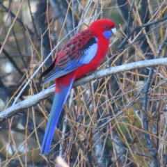 Platycercus elegans (Crimson Rosella) at Braidwood, NSW - 1 Aug 2023 by MatthewFrawley