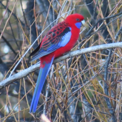 Platycercus elegans (Crimson Rosella) at QPRC LGA - 1 Aug 2023 by MatthewFrawley