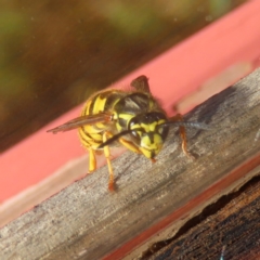 Vespula germanica (European Wasp, German Yellowjacket Wasp) at Braidwood, NSW - 1 Aug 2023 by MatthewFrawley