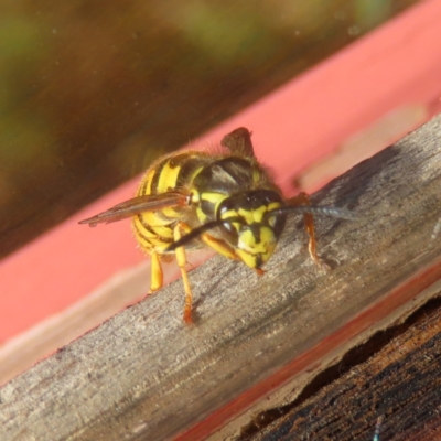 Vespula germanica (European Wasp, German Yellowjacket Wasp) at Braidwood, NSW - 1 Aug 2023 by MatthewFrawley
