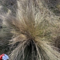 Nassella trichotoma (Serrated Tussock) at The Fair, Watson - 31 Jul 2023 by waltraud