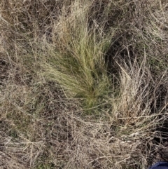 Nassella trichotoma (Serrated Tussock) at Mount Majura - 31 Jul 2023 by waltraud