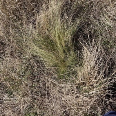 Nassella trichotoma (Serrated Tussock) at Mount Majura - 31 Jul 2023 by waltraud