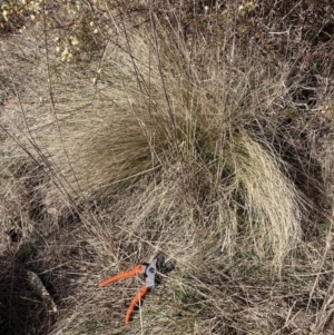 Nassella trichotoma at Watson, ACT - 31 Jul 2023