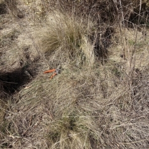 Nassella trichotoma at Watson, ACT - 31 Jul 2023