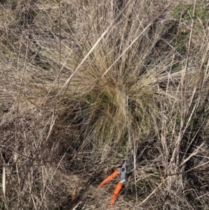 Nassella trichotoma at Watson, ACT - 31 Jul 2023