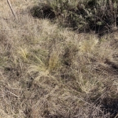 Nassella trichotoma at Watson, ACT - 31 Jul 2023