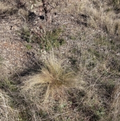 Nassella trichotoma at Watson, ACT - 31 Jul 2023