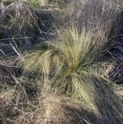 Nassella trichotoma (Serrated Tussock) at The Fair, Watson - 31 Jul 2023 by waltraud