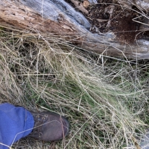 Nassella trichotoma at Watson, ACT - 31 Jul 2023 03:35 PM