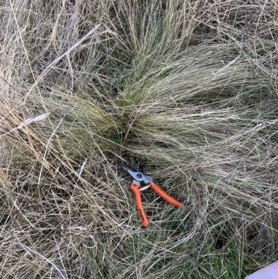 Nassella trichotoma (Serrated Tussock) at Watson, ACT - 31 Jul 2023 by waltraud