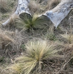 Nassella trichotoma (Serrated Tussock) at Mount Majura - 31 Jul 2023 by waltraud