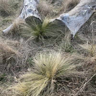 Nassella trichotoma (Serrated Tussock) at The Fair, Watson - 31 Jul 2023 by waltraud