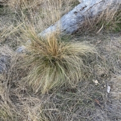 Nassella trichotoma at Watson, ACT - 31 Jul 2023 05:17 PM