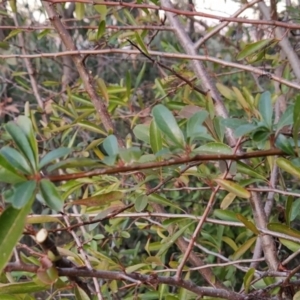 Pyracantha fortuneana at Fadden, ACT - 1 Aug 2023