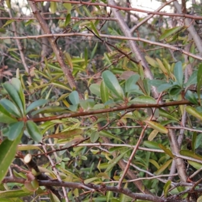 Pyracantha fortuneana (Firethorn) at Fadden, ACT - 1 Aug 2023 by KumikoCallaway