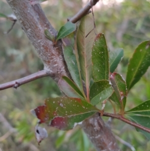 Pyracantha fortuneana at Fadden, ACT - 1 Aug 2023