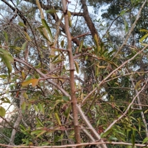 Pyracantha fortuneana at Fadden, ACT - 1 Aug 2023 07:07 AM