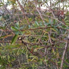 Pyracantha fortuneana at Fadden, ACT - 1 Aug 2023