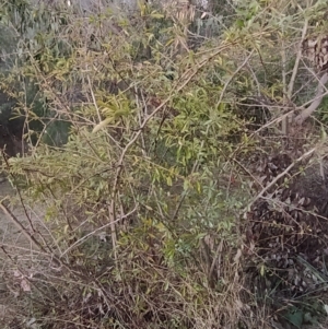 Pyracantha fortuneana at Fadden, ACT - 1 Aug 2023