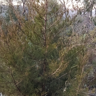 Hesperocyparis arizonica (Arizona Cypress) at Fadden, ACT - 1 Aug 2023 by KumikoCallaway