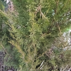 Cupressus arizonica at Fadden, ACT - 1 Aug 2023