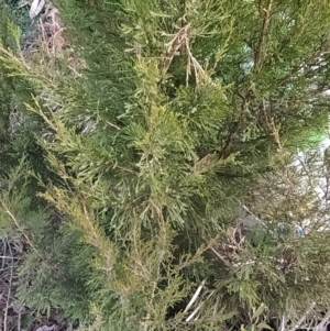 Cupressus arizonica at Fadden, ACT - 1 Aug 2023 07:08 AM