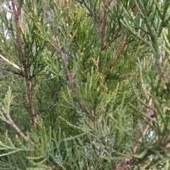 Cupressus arizonica at Fadden, ACT - 1 Aug 2023 07:08 AM