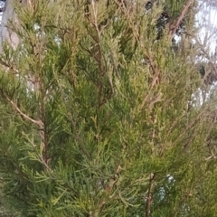 Cupressus arizonica at Fadden, ACT - 1 Aug 2023