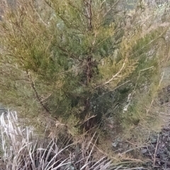 Cupressus arizonica at Fadden, ACT - 1 Aug 2023