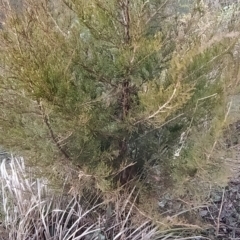 Cupressus arizonica at Fadden, ACT - 1 Aug 2023 07:08 AM