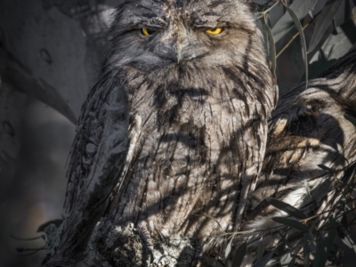 Podargus strigoides (Tawny Frogmouth) at Mount Ainslie - 31 Jul 2023 by trevsci