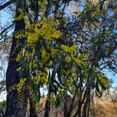 Acacia pycnantha (Golden Wattle) at Mount Mugga Mugga - 1 Aug 2023 by Mike