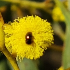 Unidentified Beetle (Coleoptera) at Symonston, ACT - 1 Aug 2023 by Mike