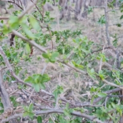 Lycium ferocissimum (African Boxthorn) at Symonston, ACT - 1 Aug 2023 by Mike