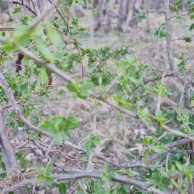 Lycium ferocissimum (African Boxthorn) at Mount Mugga Mugga - 1 Aug 2023 by Mike